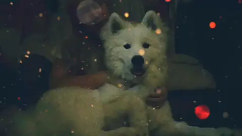 #самоед #любовь #животные #друзья #samoyed
