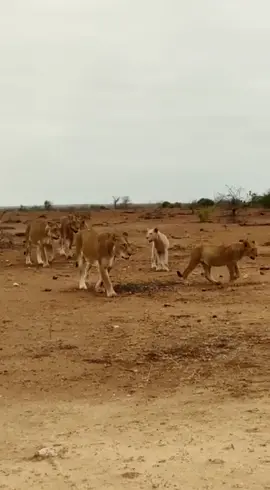 Rare white Lion this morning in Kruger! Book your trip with us. #Tingedby Sunanda #lion #lions #kruger #krugerpark #krugernationalpark #animals