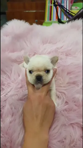 #반려동물 #마이펫 #강아지 #puppy #dog #dogs #btsarmy #dogs #btsarmy #dogv #dogmom #corgipuppy #puppylove #불독 #bts #cute #틱톡