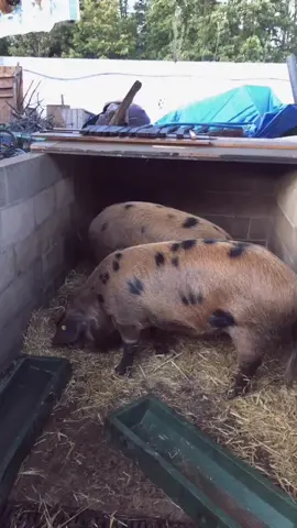 Farm pigs etc