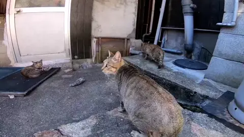 #感動猫動画#猫#고양이#Cat#قط#gatto#Kucing#Кіт#kat#Gato#แมว#meow#kedi#ਬਿੱਲੀ#बिल्ली#kissa#Chat#Mèo#貓