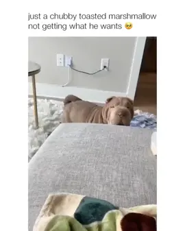 SO SQUISHYvia @ms.mushu #squishy #satisfying #cute #doggo #sharpei #puppy #dog #cute #awe #love