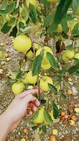 thousands of apples, some of the branches are breaking under the weight #4u #fyp #foryou