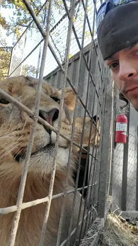 #mwuah #mwuahchallenge #thanos #lion #liliger #tiliger #kisses #repost #catsoftiktok #Inverted #zookeper