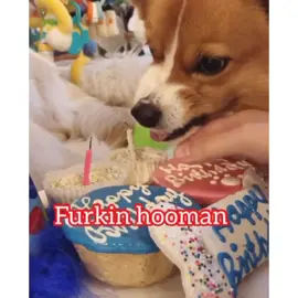 It’s my brother’s birthday, but I claim all his cake!#foryou #foryourpage #PetsOfTikTok #bossygirl