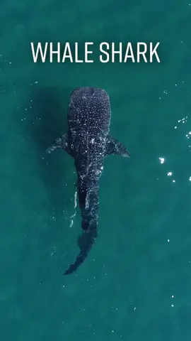 The largest fish on the planet! Would you swim with one?! #whaleshark #fish #shark #marinebiology #marinebio #nature #animal #animals #mexico #lapaz