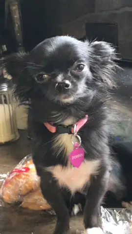 Pastry Puddin 😭❤️ #foryou #foryoupage #pets #dogs #feature #featureme #tiktok #checkthedrip