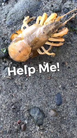 3 reasons why you see these videos 🦐 #animals #nature #oregon #shrimp #ocean #beach #sksksk
