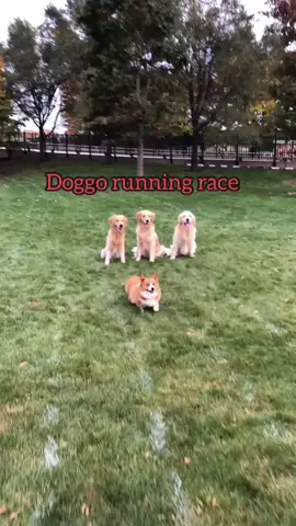 Corgo got excluded from running race#foryou #foryourpage #PetsOfTikTok #dogsoftiktok