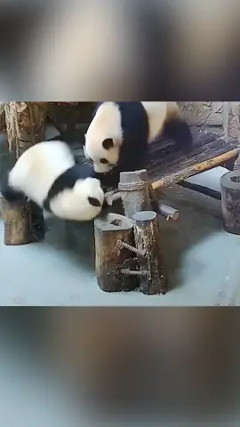 Never piss your mom off....😂😂😂#panda#pandaful#petsoftikto#lol😂#foryou#bff#fyp#cute#mad#crazymom#angry