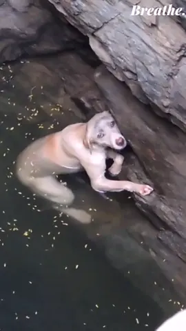 5 incredible animal rescues to restore your faith in humanity 🙌🏻 #animalslove #animalslover #nature #heros #savinglives #beautifulpeople #ice #fyp