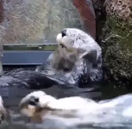 Bath time 💦 #animals #funny #cute #fyp #foryoupage