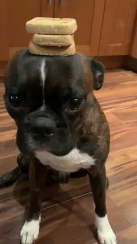 #mobamba #mobambachallenge #bugg #peptalk #crushedit #fyp #dog