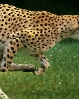 A totally unedited video from a couple years ago. @nfl @patriots