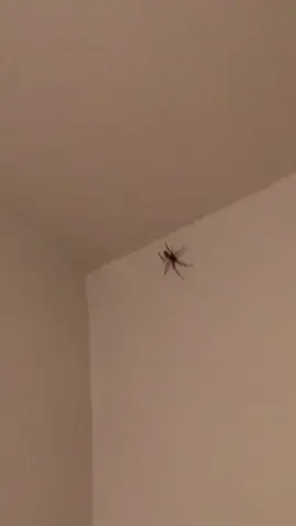 My roommates VS Spider😂 Full video link in bioooooo:)