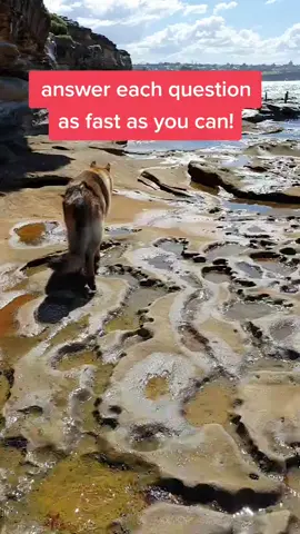 did it even work? #fyp #fypchchallenge #tiktok #viral #stupidchallenge #dogsoftiktok
