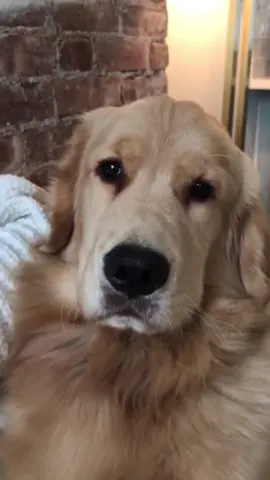 #marleynyc #helphooman #goldenretriever