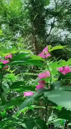 榮總醫院隨拍...原來樹沒有花，我魔術就🌺花開了🤣🤣🤣