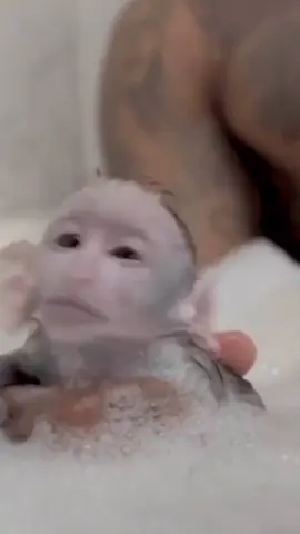 Baby monkey gets clean 🛁 #funny #sowholesome #monkey #animals