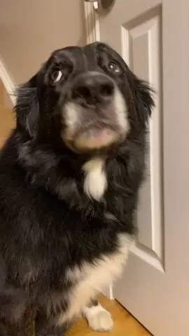#gaspdogchallenge #fyp