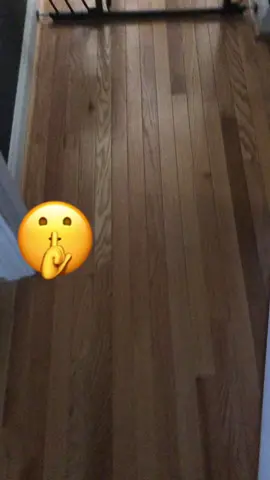 Shhhh lets see what Buddy is doing haha 😂 #dogsoftiktok #cheflife #chef_t