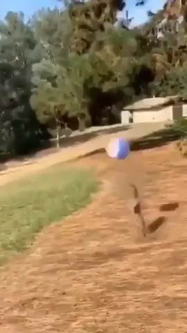 i couldn’t have this much accuracy if i tried (via @whistlesports/@buitengebieden_) #dog #tiktokpets #PetsOfTikTok #animals #funny #cute