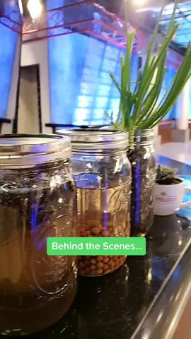 on TV this morning talking Mason jar gardening! #plants #nature #gardening