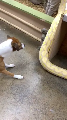 Fun when the sound would make some fun #duets lol 🤔 my #pets 🐍🐕 #duet #PetsOfTikTok #dog and #first #tiktokpets a #snake 😱 Professionals￼ only