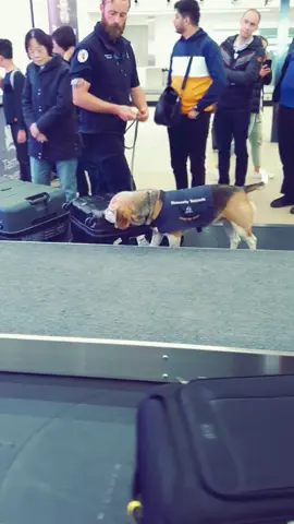 Food Detection Dog. #hobart #snifferdog #dogs #airport #fruit