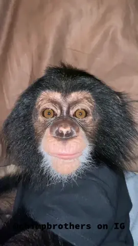 Angada the 5 Month Old Chimpanzee at MyrtleBeachSafari #chimpbrothers @mokshabybee @kodyantle