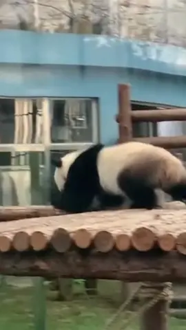 Happy time#panda#pandaful#petsoftikto#lol😂#foryou#dance#bff#fyp#cute