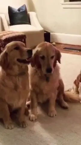 Guilty (ig: Lexie.riley.maisy) #goldenretriever #guilty #todaywelearned