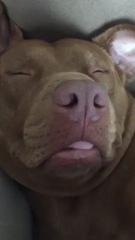 Ya know what I’m sayin? #dog #dogsoftiktok #PetsOfTikTok #foryou #tatumtalks #sleepyday @animalsdoingthings @dog