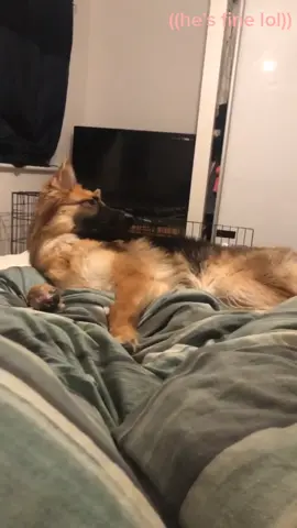 ((no puppers were hurt in the making of this video)) #fyp #foryoupage #foryou #funny #fail #dog #puppy #germanshepherd #germanshepherdpuppy