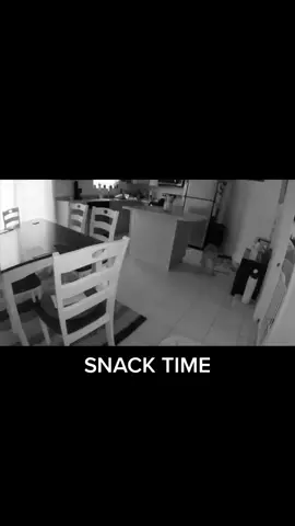 Midnight Snack 🙊 #dog #dogsoftiktok #PetsOfTikTok #foryou #fyp #talkinganimals #tatumtalks 🐕