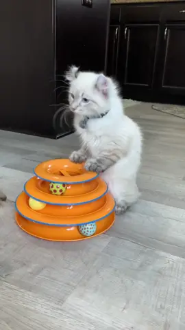 Found in drafts - This is Tater Tot he was born with deformed legs but it doesn’t stop him! #CATSmoves #highlandlynx 💙