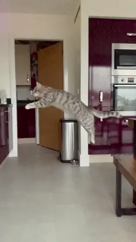 Day 121. Well this is new! (She’s so big now!) #kittenlove #PetsOfTikTok #catsoftiktok #ibelieveicanfly #cutekitten