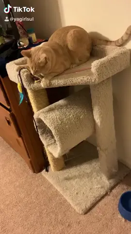 reverse lol #PetsOfTikTok #catsoftiktok #wholesome #fyp #sowholesome #lol #cats