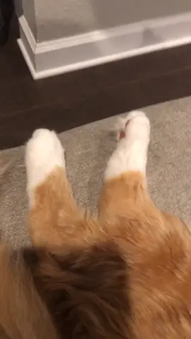 #hispawsadorable #cat #catsoftiktok #catlover #adorablecat #catschallenge #catstiktok #fyp #fypchallenge