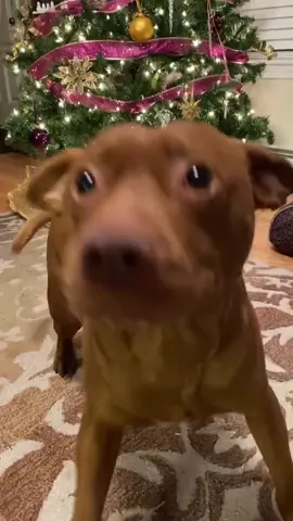 So good at tricks #tatumtalks #dog #talkinganimals #dogsoftiktok #PetsOfTikTok #foryou