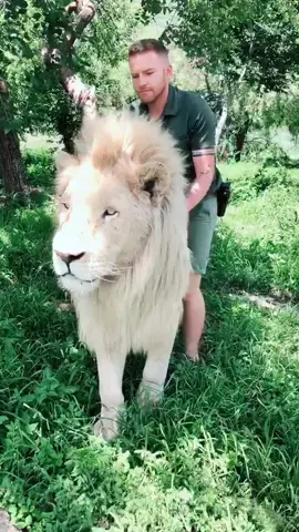 How gorgeous is our white lion?! 🦁❤️ #lion #shandorlarenty #tiktoksouthafrica #foryoupage #fyp #southafrica #africa #nature #Outdoors #wildlife #Love