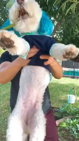 Doggy lawnmower... at your service! #PetsOfTikTok #poodle #funnydog