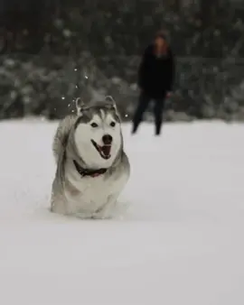 Have you ever seen a 3 legged husky running in snow! #husky #fyp #dog #huskypuppy #siberianhusky #holidayootd #hereforonething #foryourpage #foryou