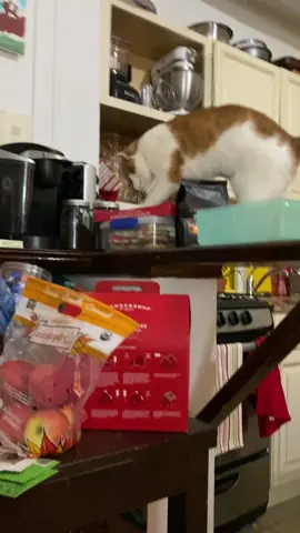 #cats #catsoftiktok #chachachallenge #chachacat #gingercat