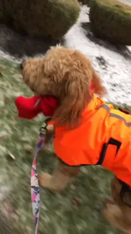 Nobody rocks the Northeastern Winter Collection like @dalwhinnie. #holidaypets #bundledup #makeitfestive #fyp #foryoupage #foryou