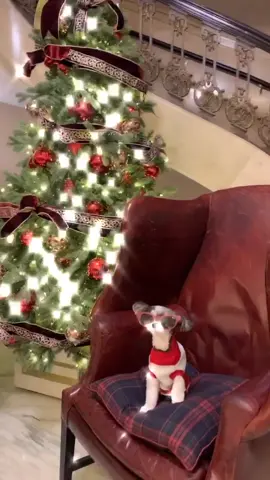 Tis the season to sparkle! #winterishere #winterbreak #Vlogmas #holidaycountdown #PetsOfTikTok #fyp #foryou #foryoupage #4u #4upage