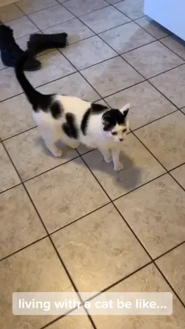 hE’s ThE wOrStTtTt #fyp #fy #cat #cats #catsoftiktok #foryourpage