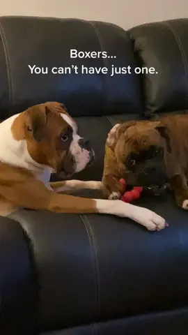 #boxers #dogs #puppies #fyp #foryoupage