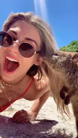 Today I met a QUOKKA! They can only be found on Rottnest Island in Western Australia! #quokka #quokkaselfie #quokkas #rottnestisland