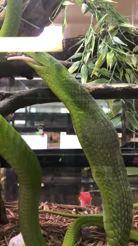 When the food goes ⬇️ - We feel that. #holidayovertime #phoenixherp